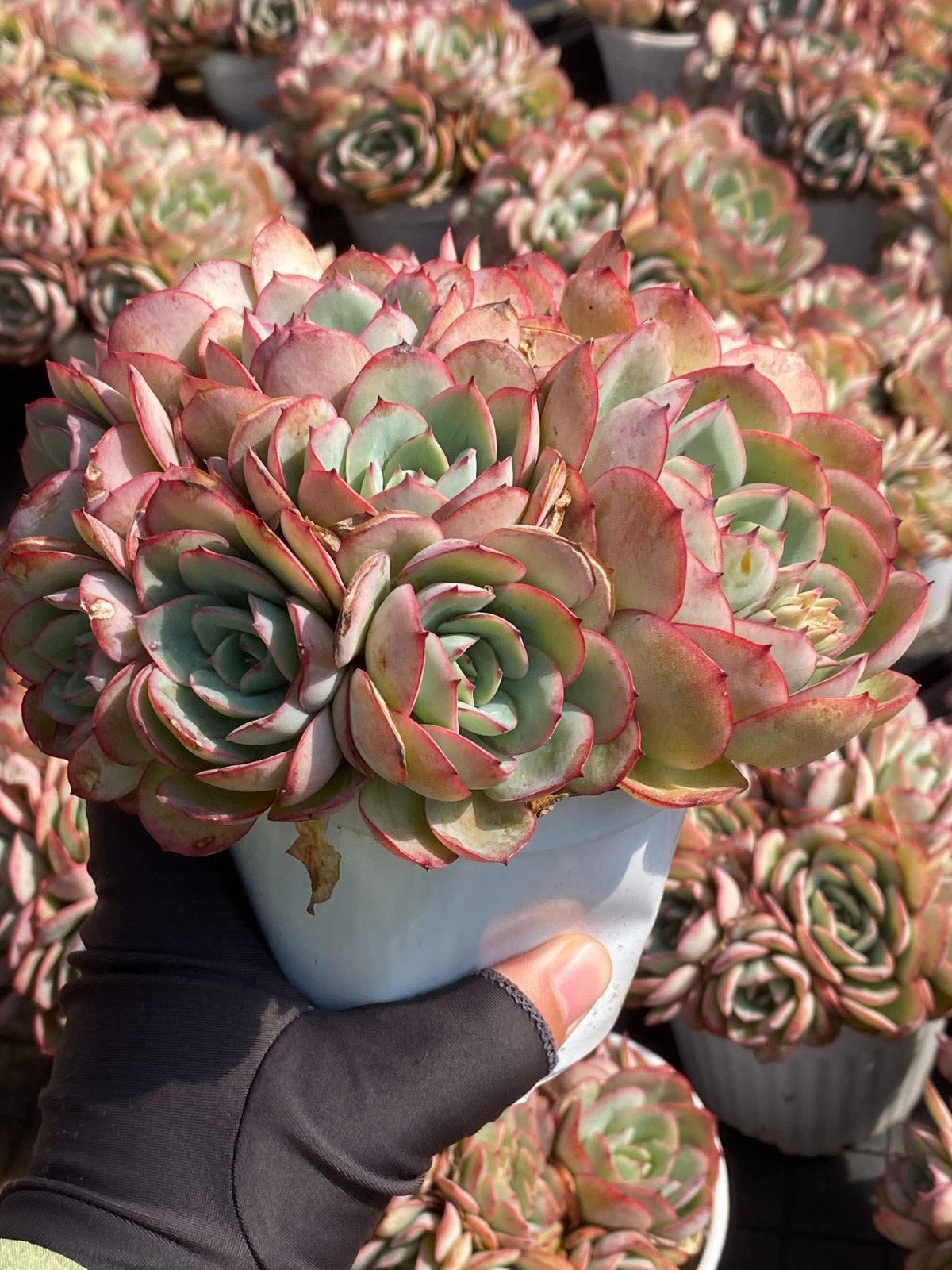 多肉植物　韓国苗　パラメラ　抜き苗 12株の抜き苗セット】パナメーラ 多肉植物 佐川急便発送 エケベリア