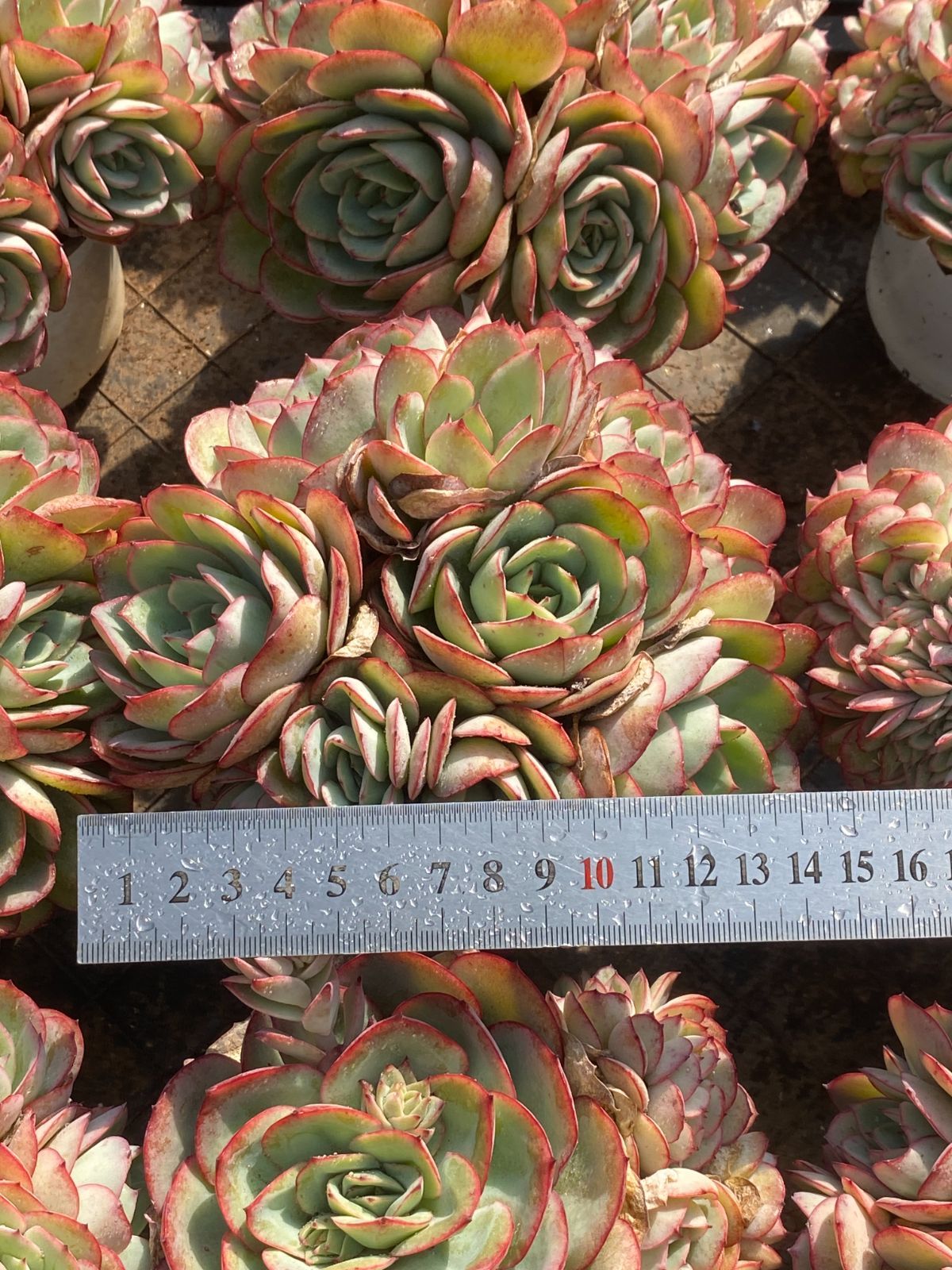 12株の抜き苗セット】パナメーラ 多肉植物 佐川急便発送 エケベリア