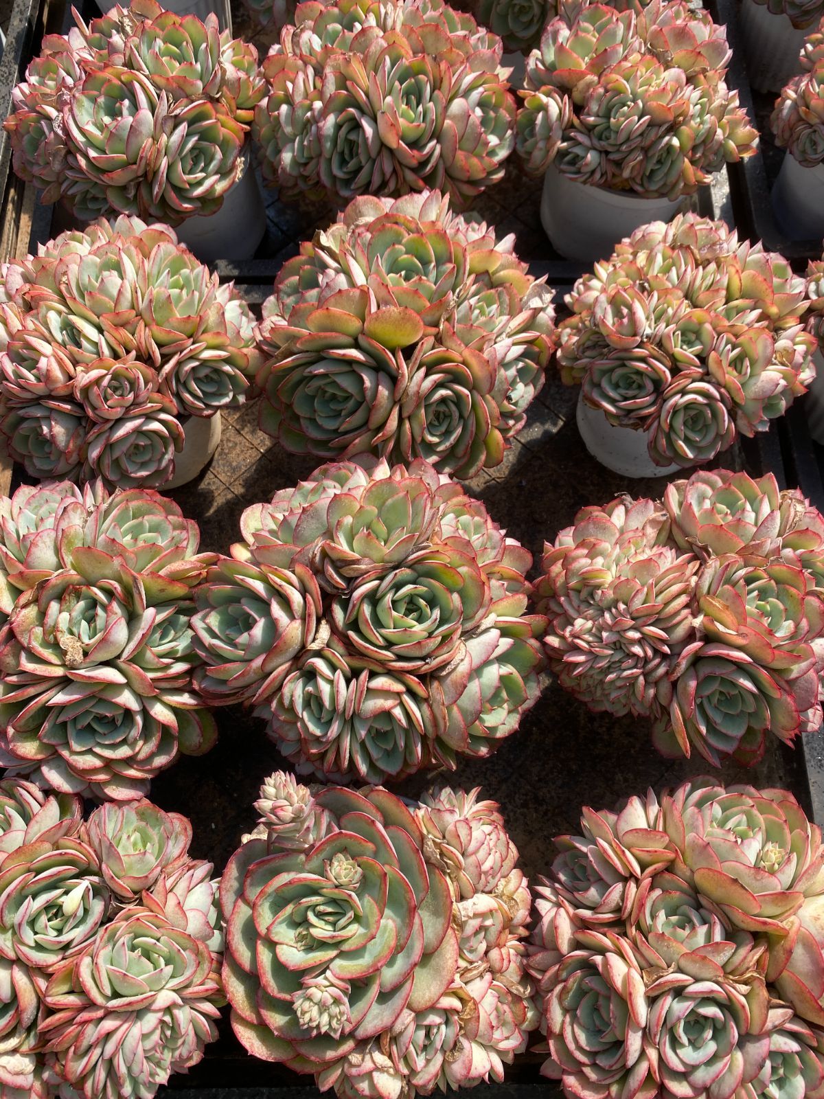 多肉植物　韓国苗　パラメラ　抜き苗 50株の抜き苗セット】パラメラ 多肉植物 佐川急便発送 エケベリア 韓国