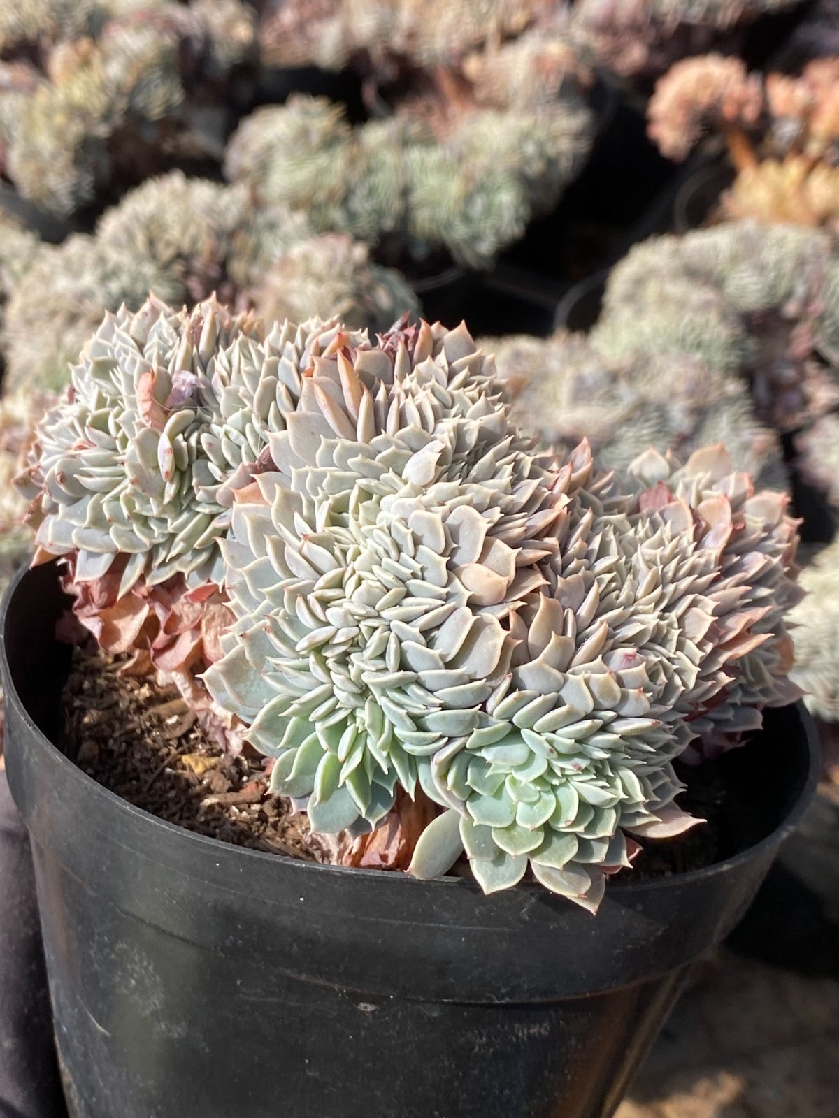 15株の抜き苗セット】ピンホイール石化 多肉植物 佐川急便発送