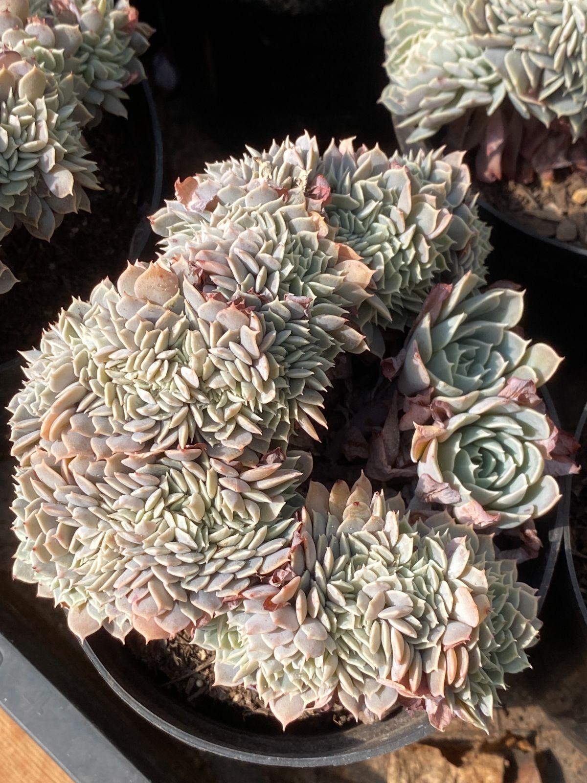 15株の抜き苗セット】ピンホイール石化 多肉植物 佐川急便発送