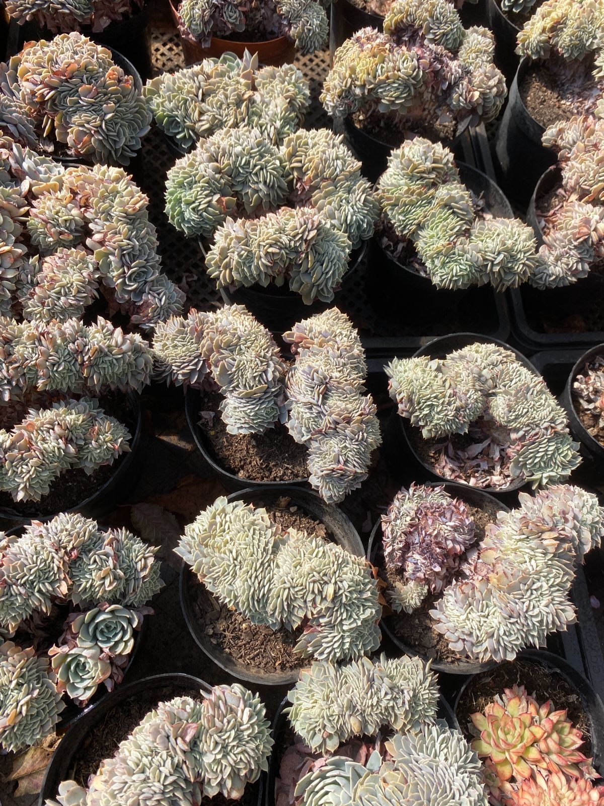 15株の抜き苗セット】ピンホイール石化 多肉植物 佐川急便発送