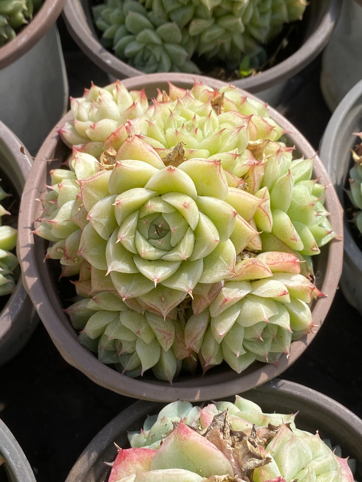 多肉植物　韓国苗　パンドラhyb　抜き苗 18株の抜き苗セット】パンドラクィーン 多肉植物 佐川急便発送