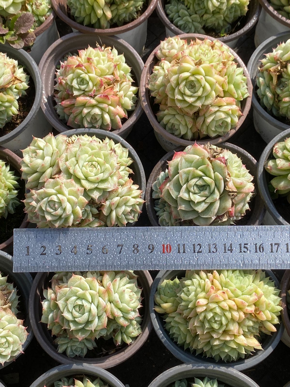 18株の抜き苗セット】パンドラクィーン 多肉植物 佐川急便発送