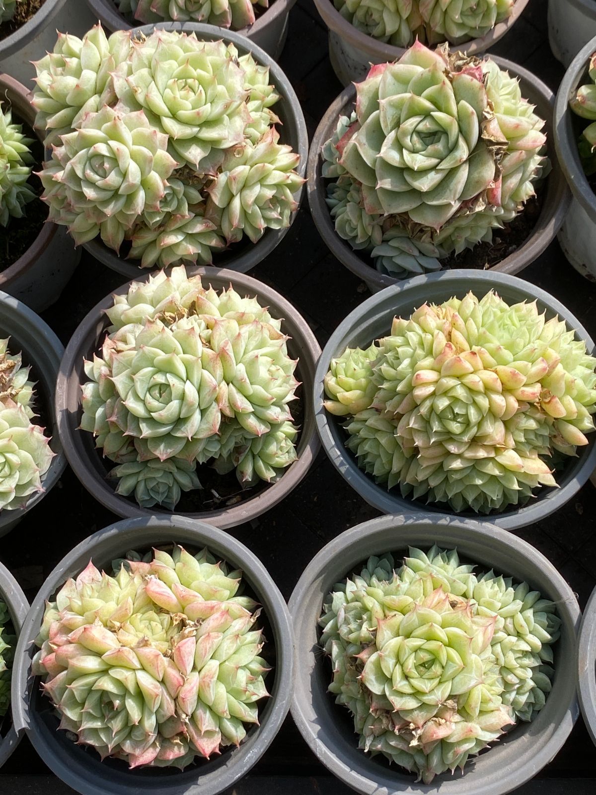 18株の抜き苗セット】パンドラクィーン 多肉植物 佐川急便発送