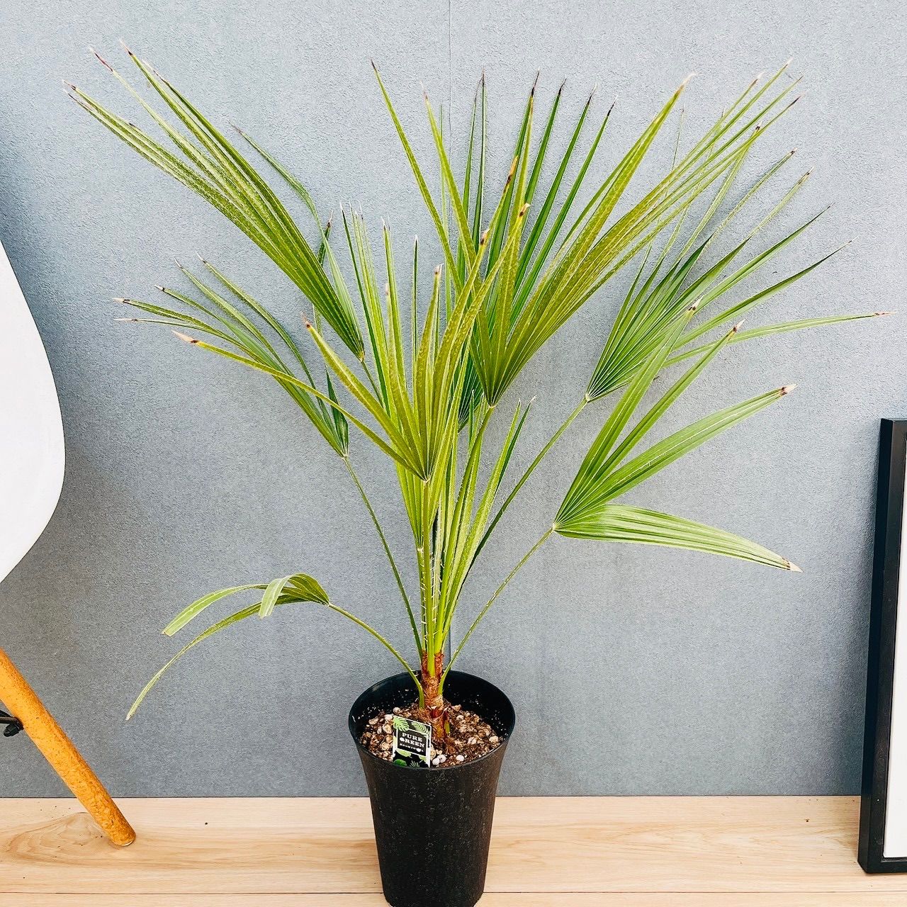 チャメロップスフリミス　ボルケーノ分頭 チャメロップス フミリス ボルケーノ - メルカリ