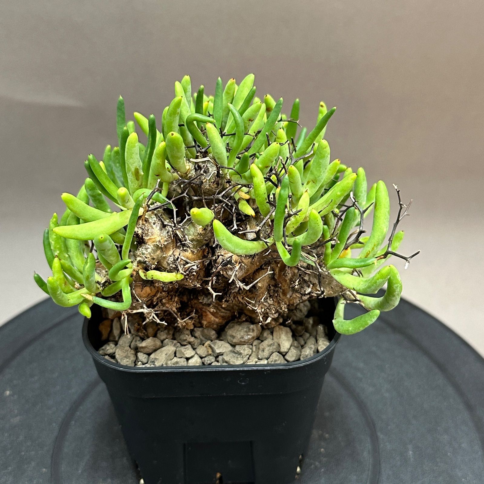 Tylecodon reticulatus チレコドン レティキュラーツス 万物想 現地球