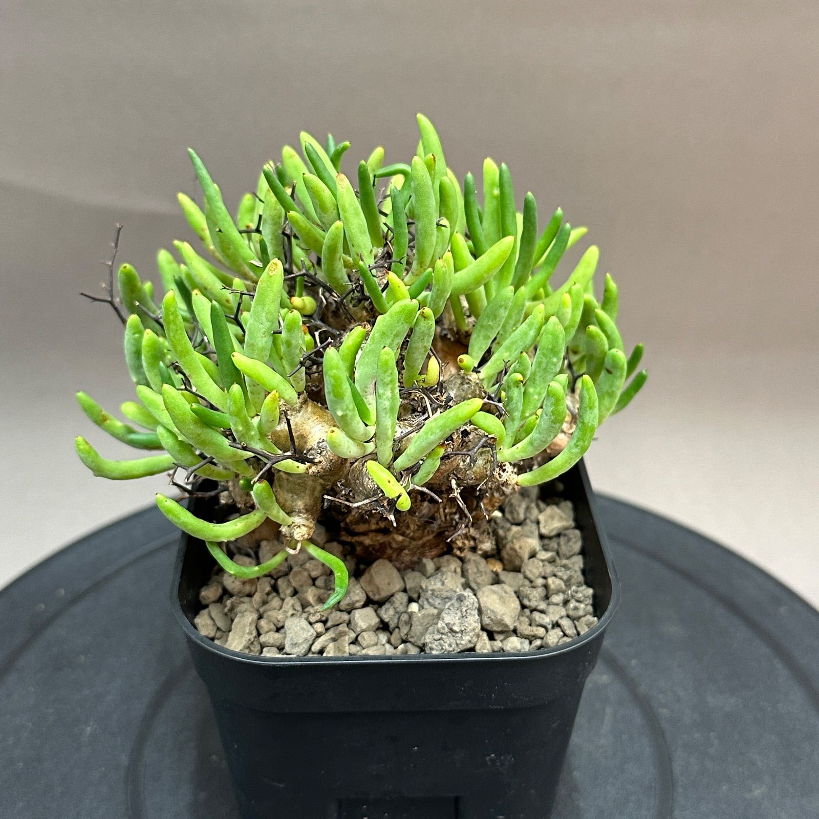 Tylecodon reticulatus チレコドン レティキュラーツス 万物想 現地球