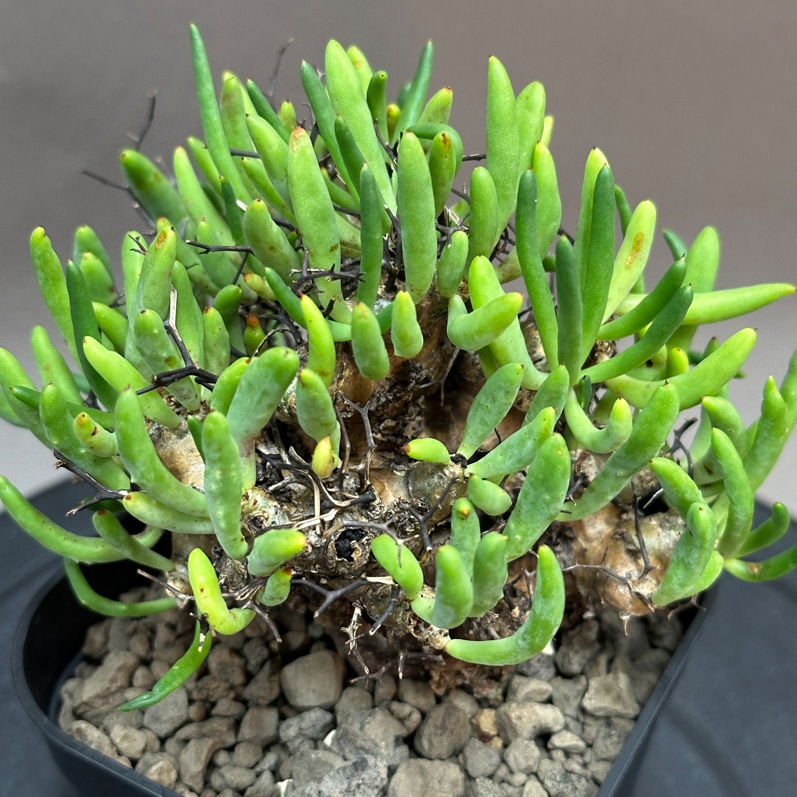 ◾️メルカリ便◾️発根済み現地球　チレコドンレティキュラーツス Tylecodon reticulatus チレコドン レティキュラーツス 万物想 現地球