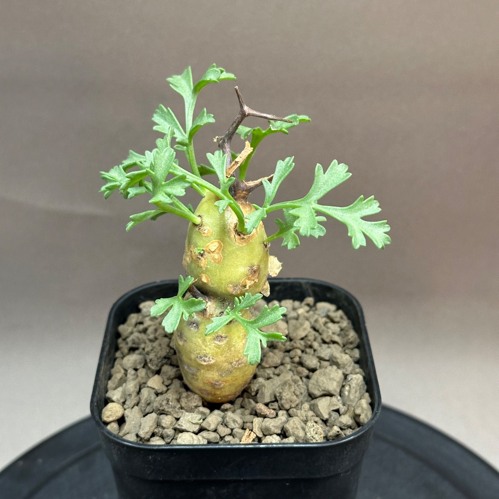 Pelargonium parviflorum ペラルゴニウム パルビフローラム 現地球 発