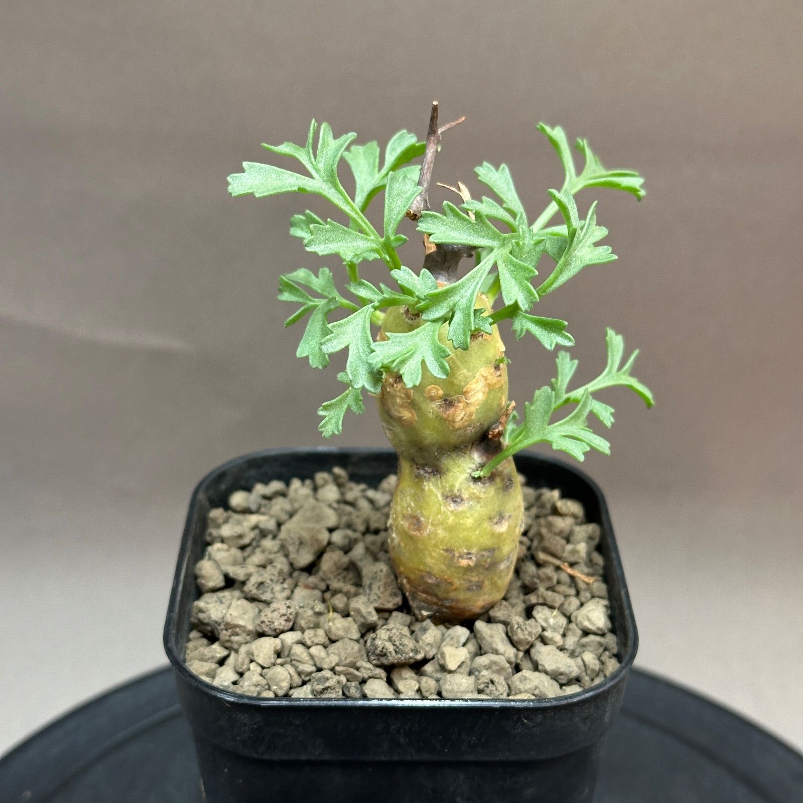 Pelargonium parviflorum ペラルゴニウム パルビフローラム 現地球 発