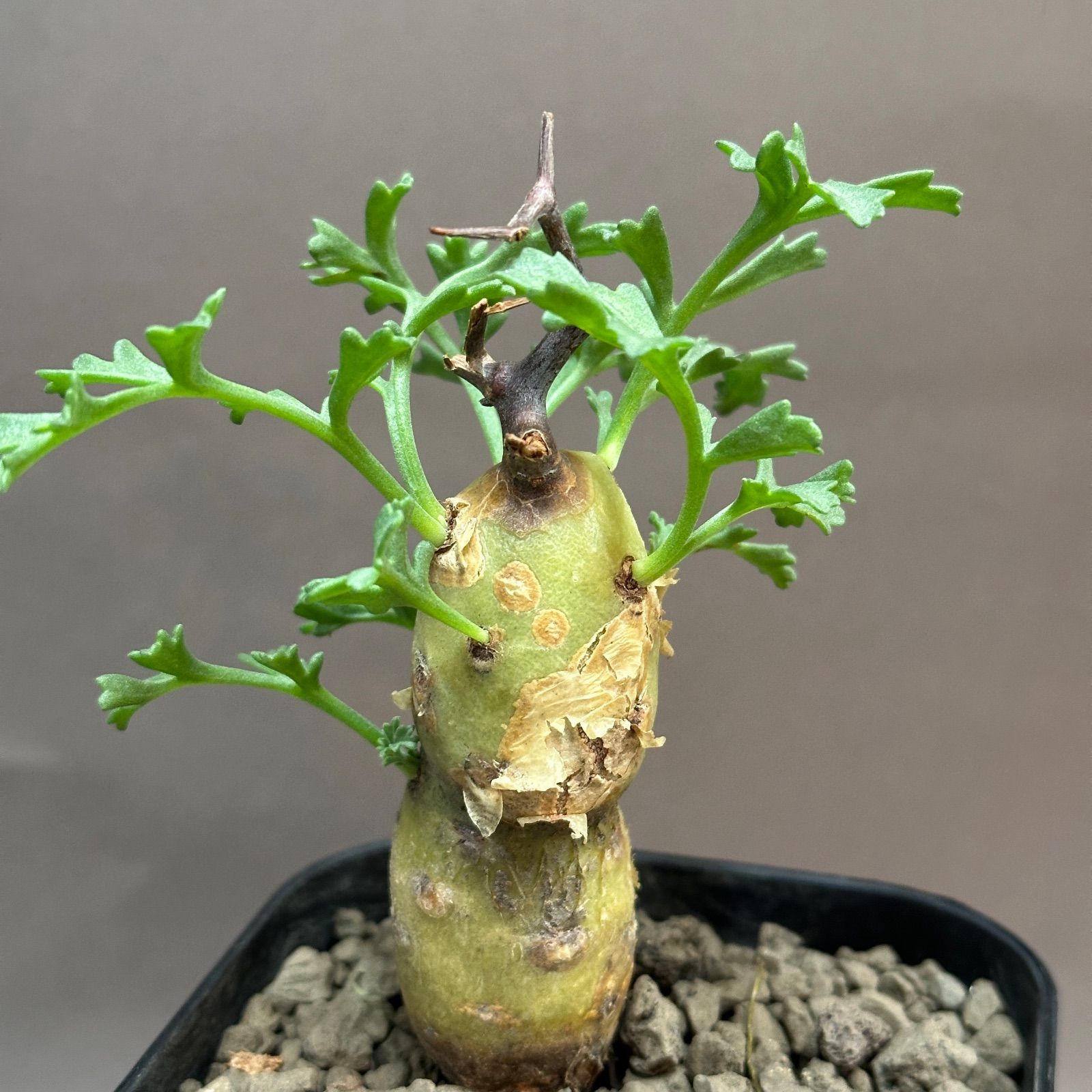 Pelargonium parviflorum ペラルゴニウム パルビフローラム 現地球 発