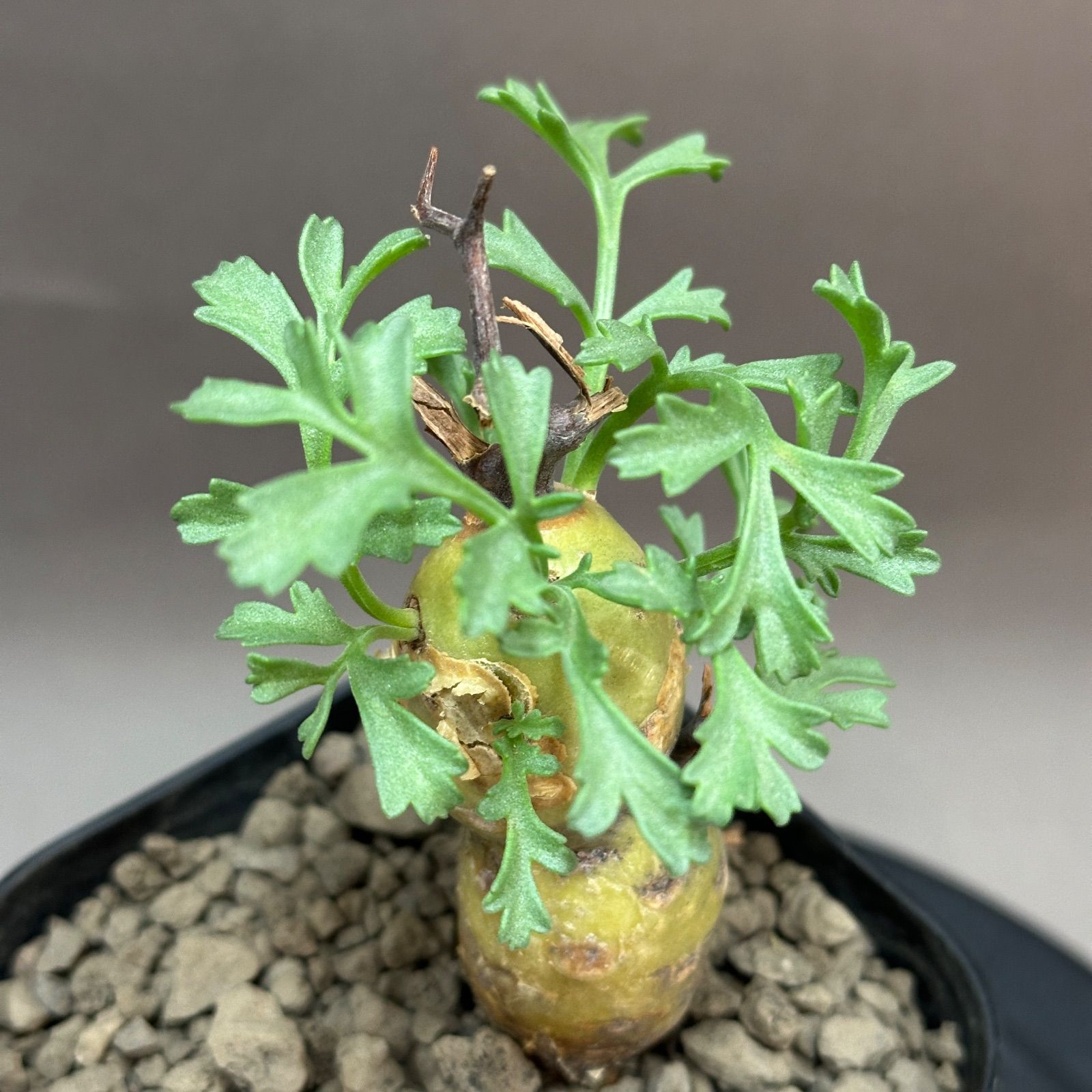 Pelargonium parviflorum ペラルゴニウム パルビフローラム 現地球 発