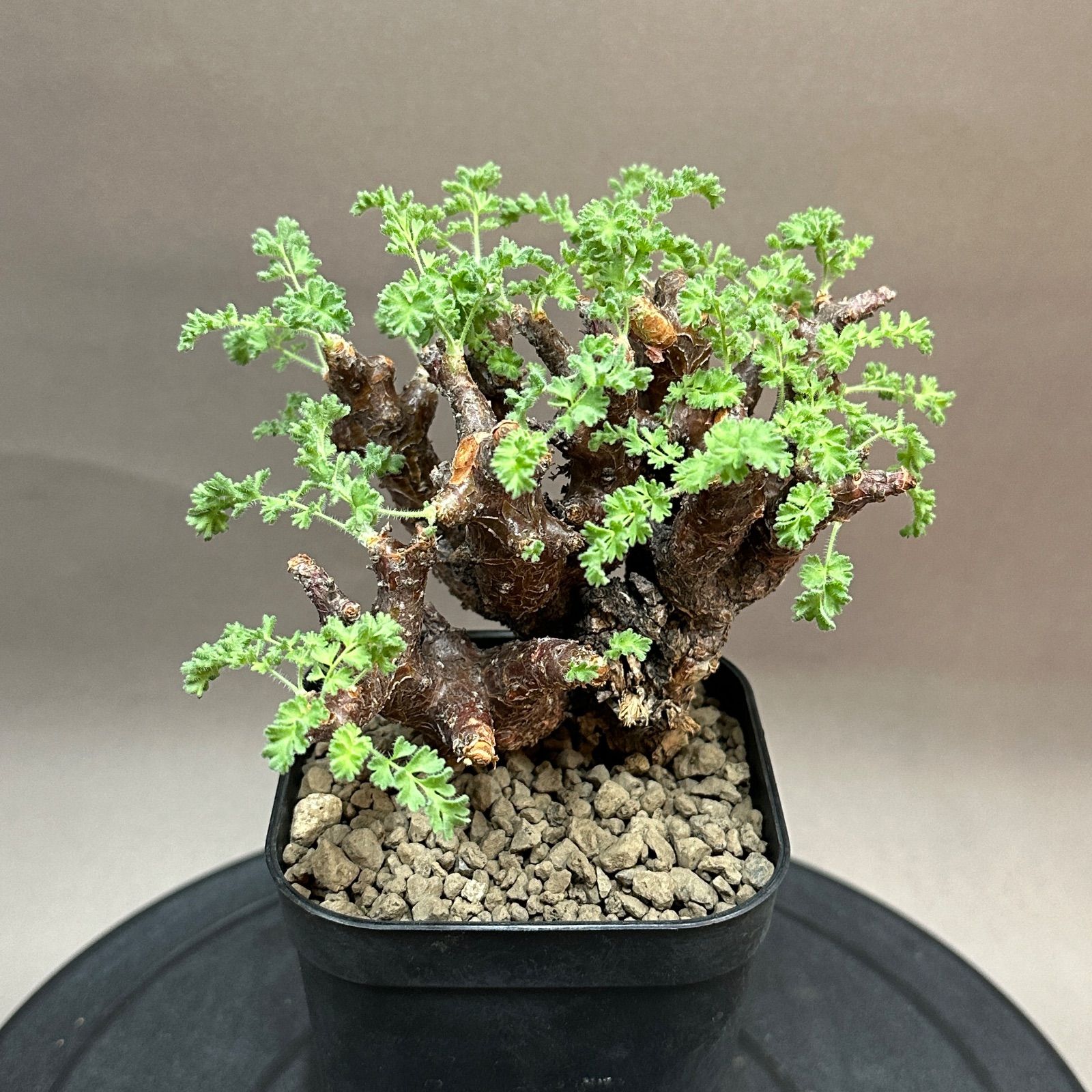 Pelargonium alternans ペラルゴニウム・アルテルナンス 現地球 Pelargonium alternans ペラルゴニウム・アルテルナンス 現地球