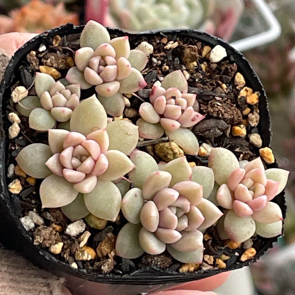 多肉植物♡フロストアイス❤︎抜き苗(根付き) - メルカリ