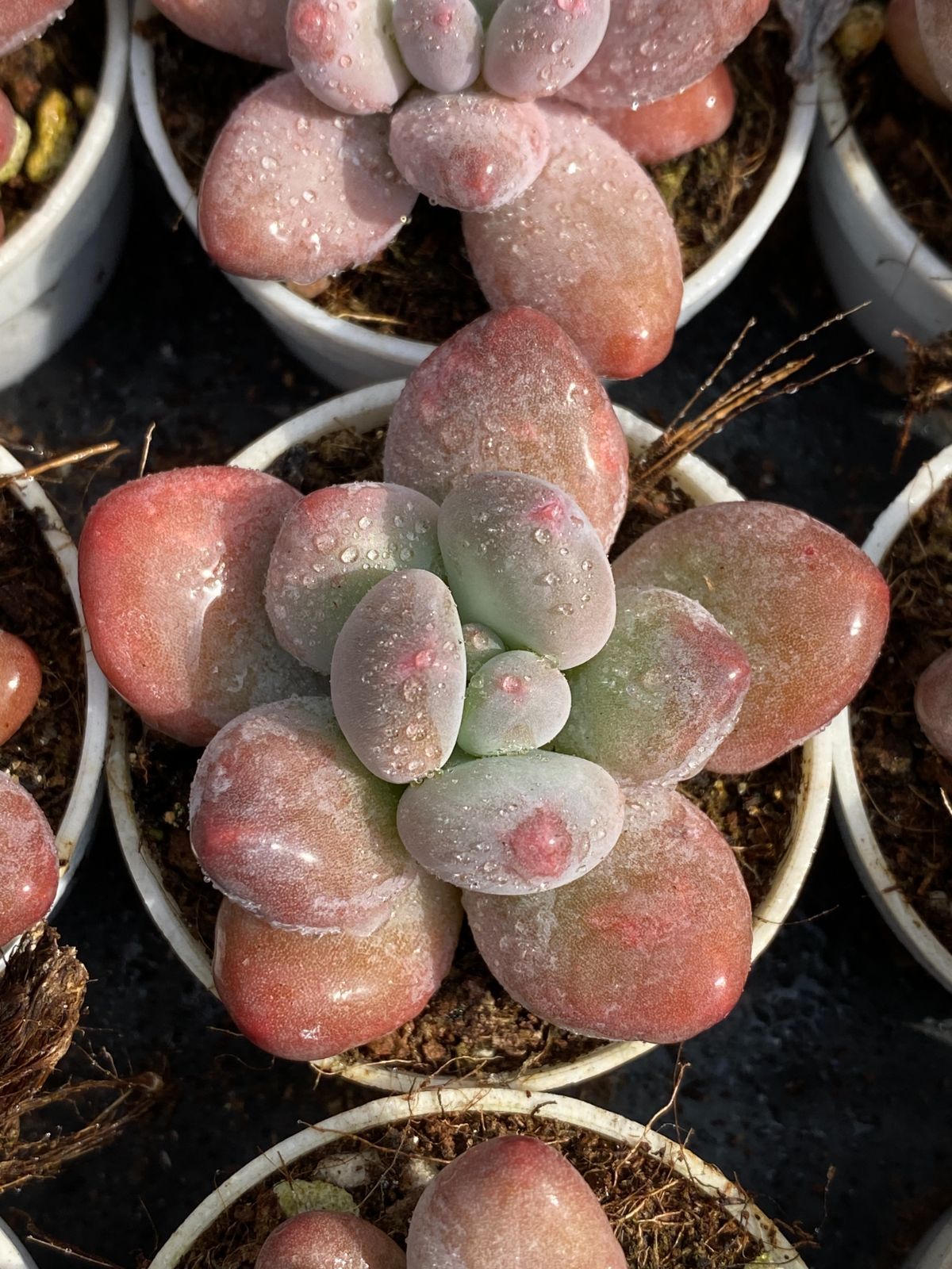 50株の抜き苗セット】アップルミルク 多肉植物 佐川急便発送