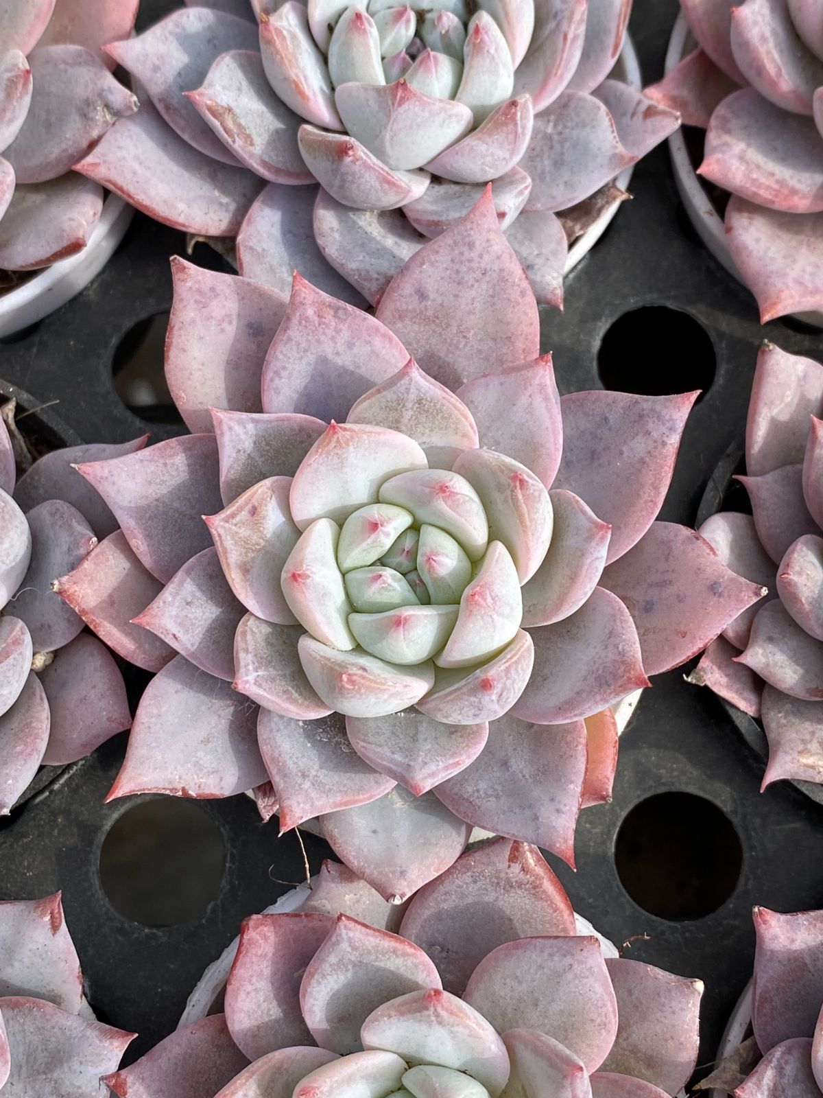 Top【選抜株】多肉植物　23487グレーズド　バーズ 105個　プラグトレー苗 Top【選抜株】多肉植物 23439レジェンド 105個 プラグトレー苗 注文