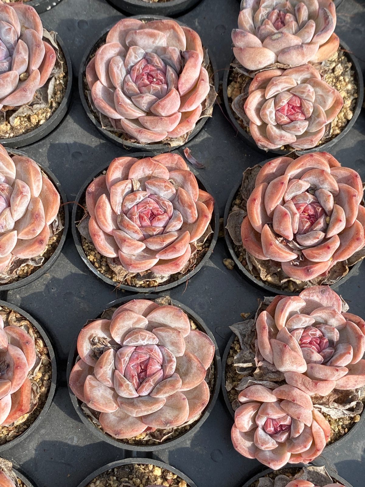 50株の抜き苗セット】エレガンス・ポトシナ 多肉植物 佐川急便発送