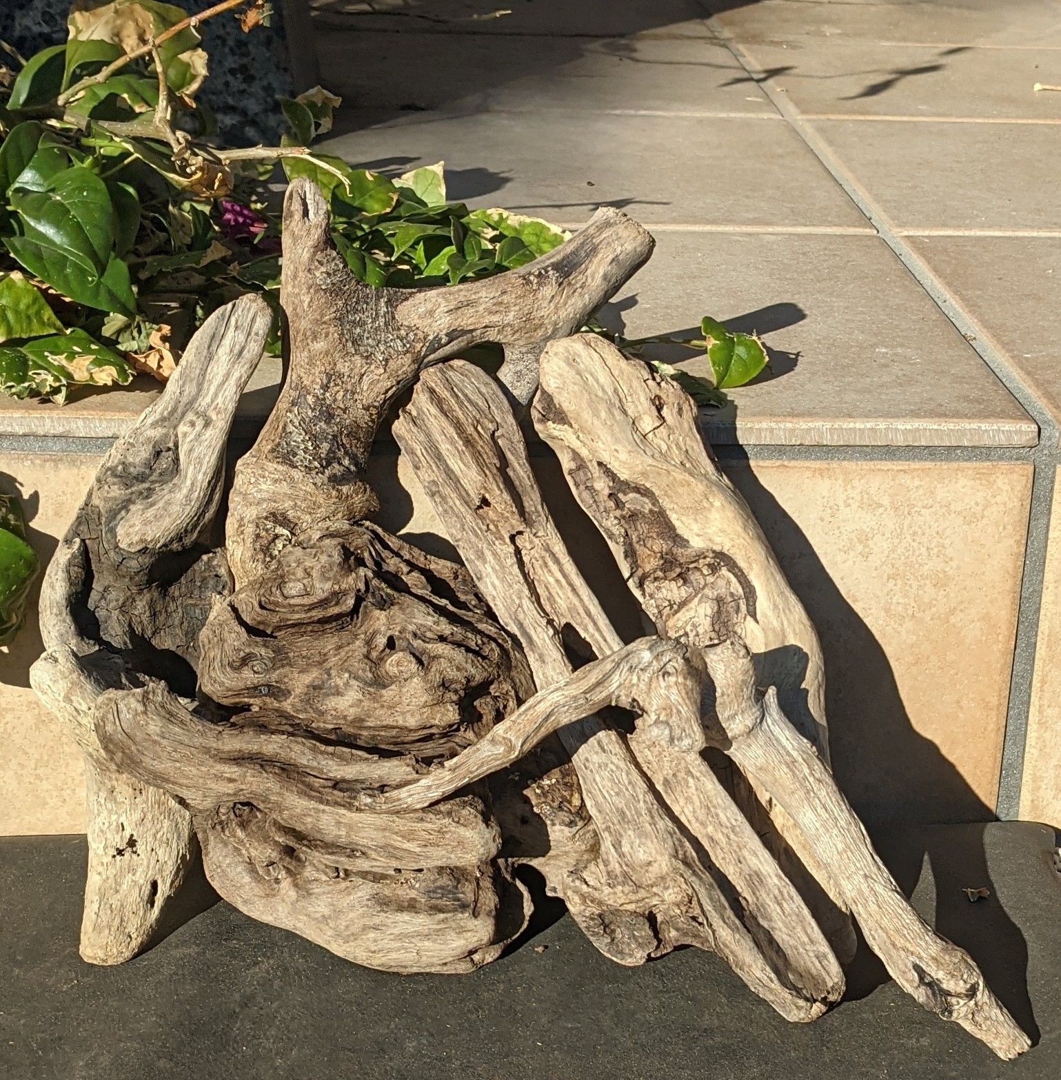 TN6【沈水確認】流木『小型サイズ』6本組水槽用流木/アク抜き済 - メルカリ