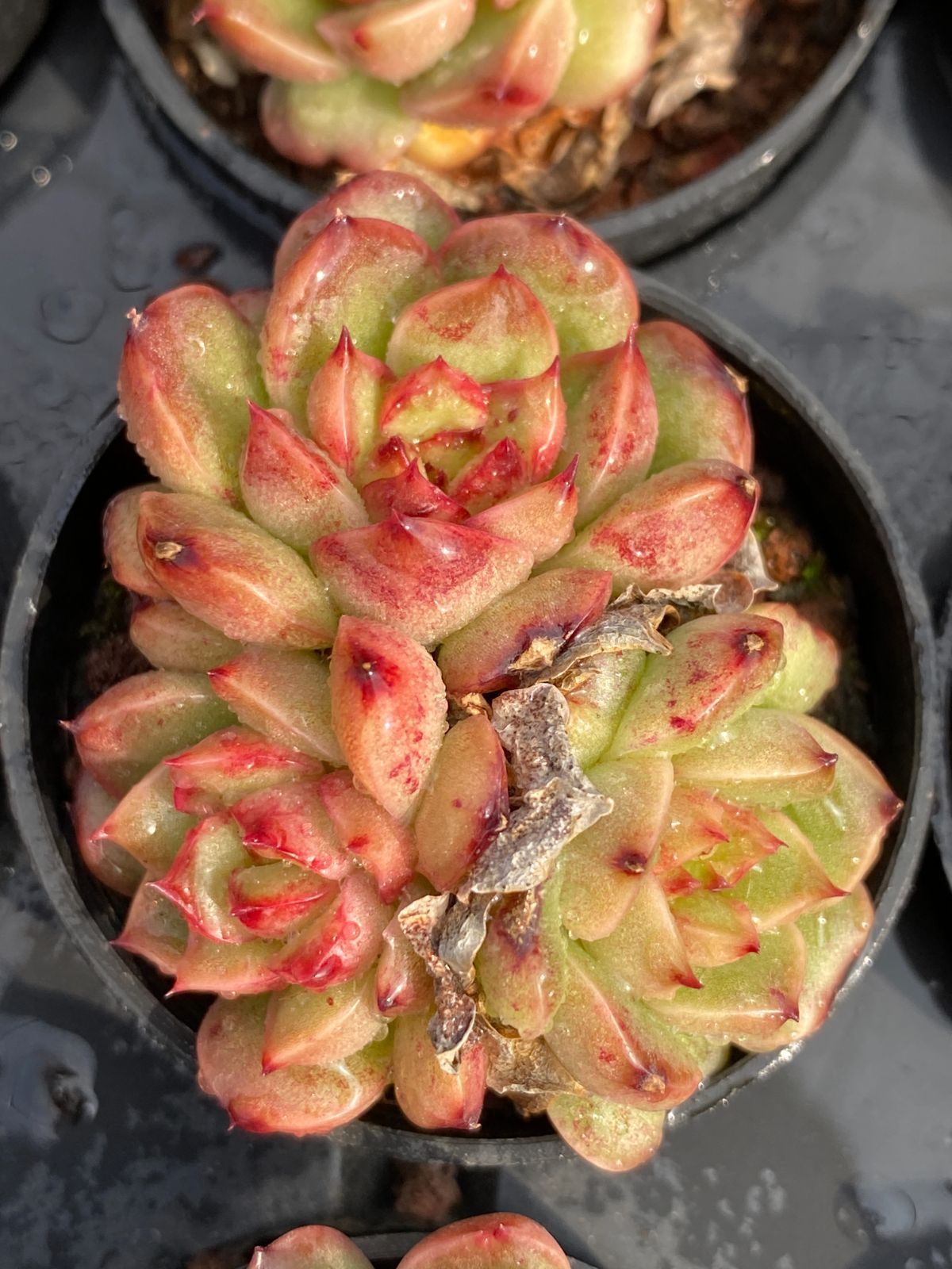 50株の抜き苗セット】タマドラゴン群生 多肉植物 佐川急便発送