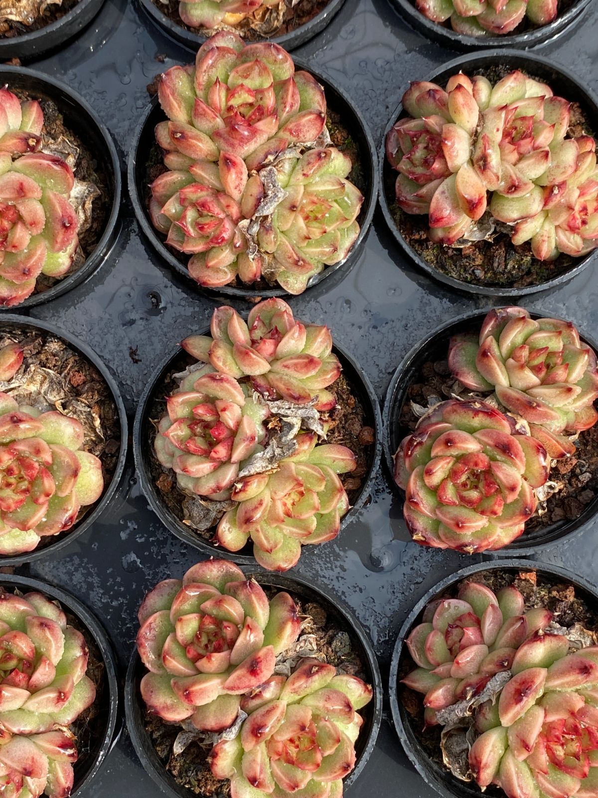 50株の抜き苗セット】タマドラゴン群生 多肉植物 佐川急便発送