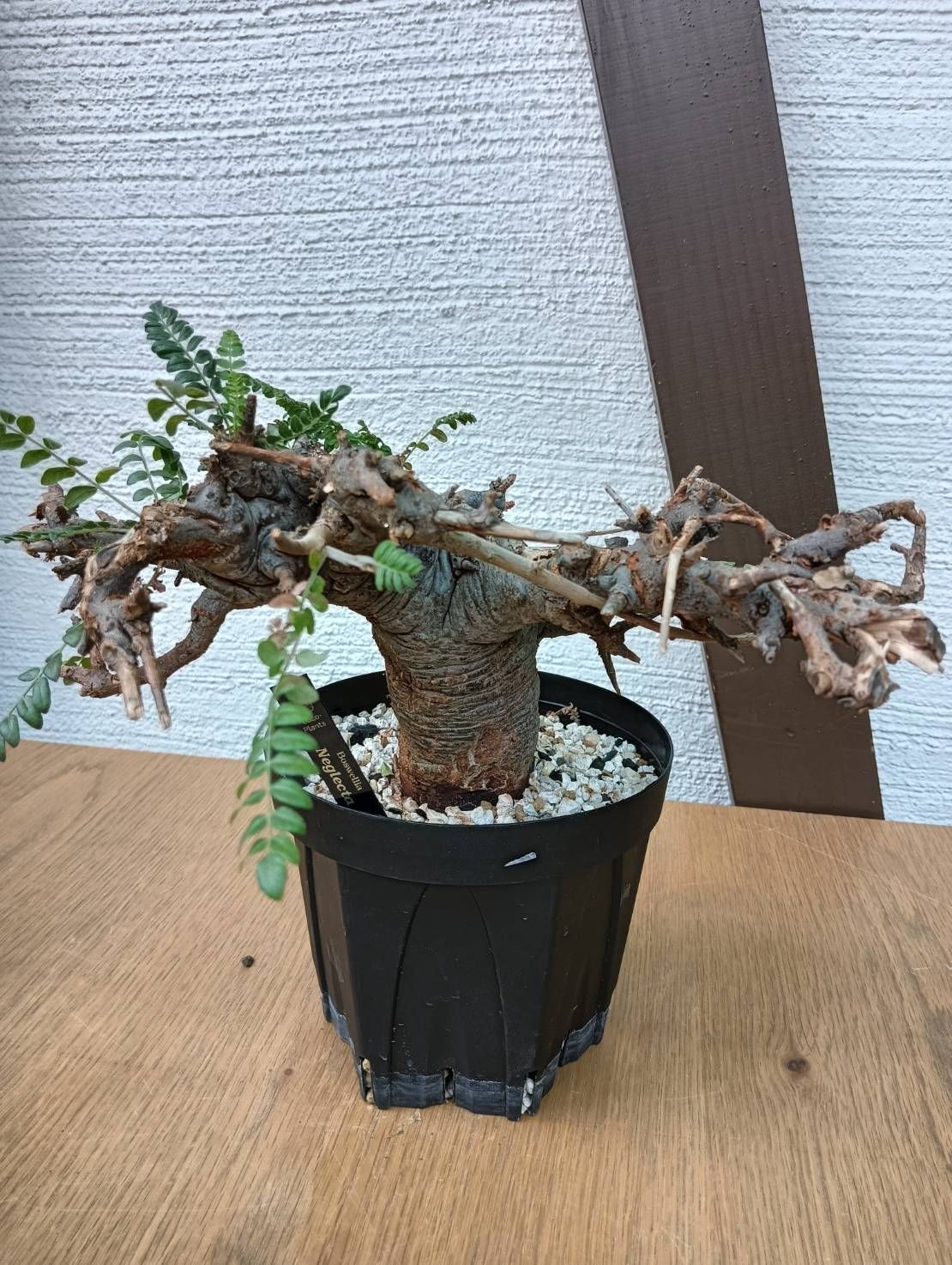 K*j様 ボスウェリア・ネグレクタ現地球 K-1 ボスウェリア ネグレクタ 現地球 鉢ごとメルカリ便発送 - メルカリ