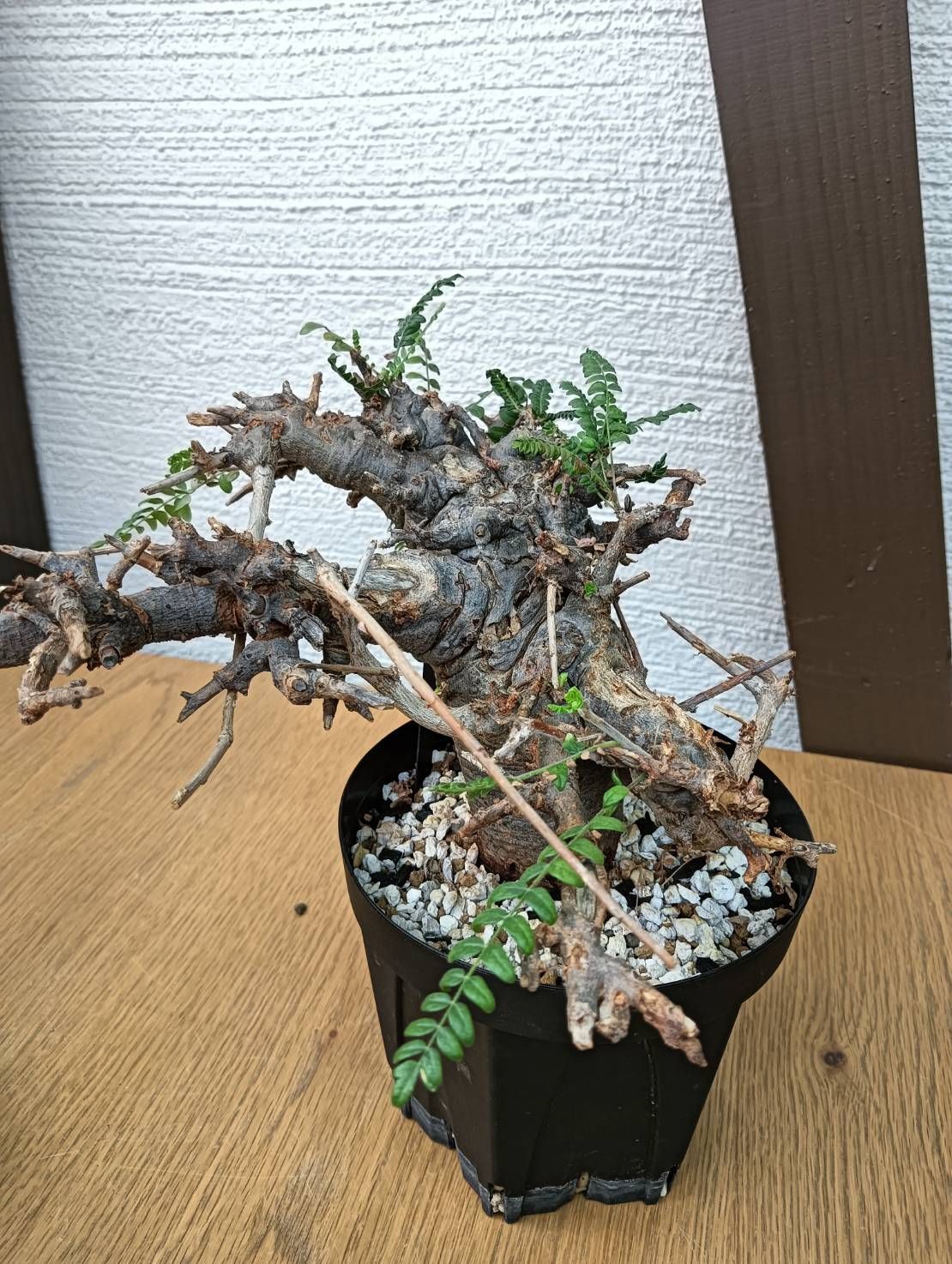 鉢ごと Oc0803 発根済み ボスウェリア ネグレクタ 現地球 K-1 ボスウェリア ネグレクタ 現地球 鉢ごとメルカリ便発送 - メルカリ