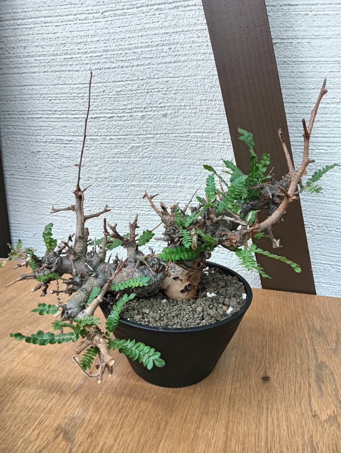 K-2 ボスウェリア ネグレクタ 現地球 鉢ごとメルカリ便発送 - メルカリ