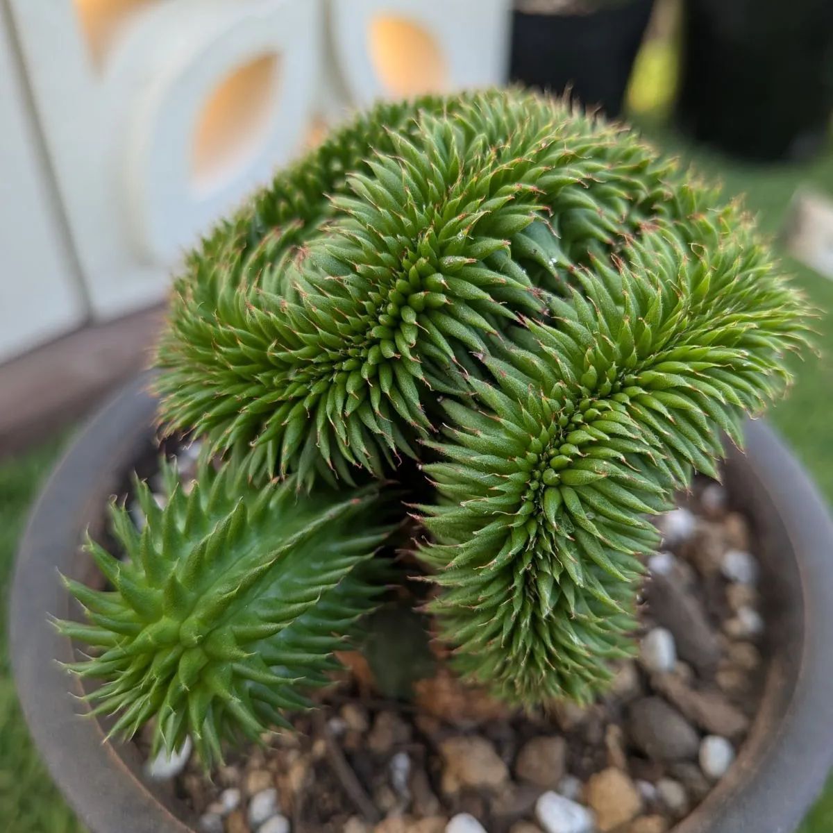 多肉植物ユーフォルビア スザンナエ（瑠璃晃）綴化 - メルカリ