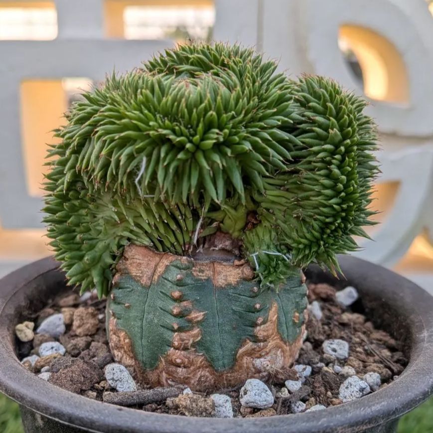 多肉植物ユーフォルビア スザンナエ（瑠璃晃）綴化 - メルカリ