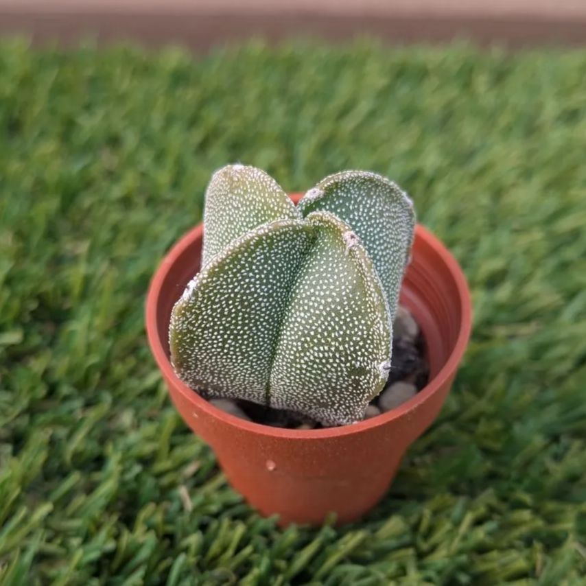 サボテン アストロフィツム属 鸞鳳玉（ランポウギョク）1寸 - メルカリ