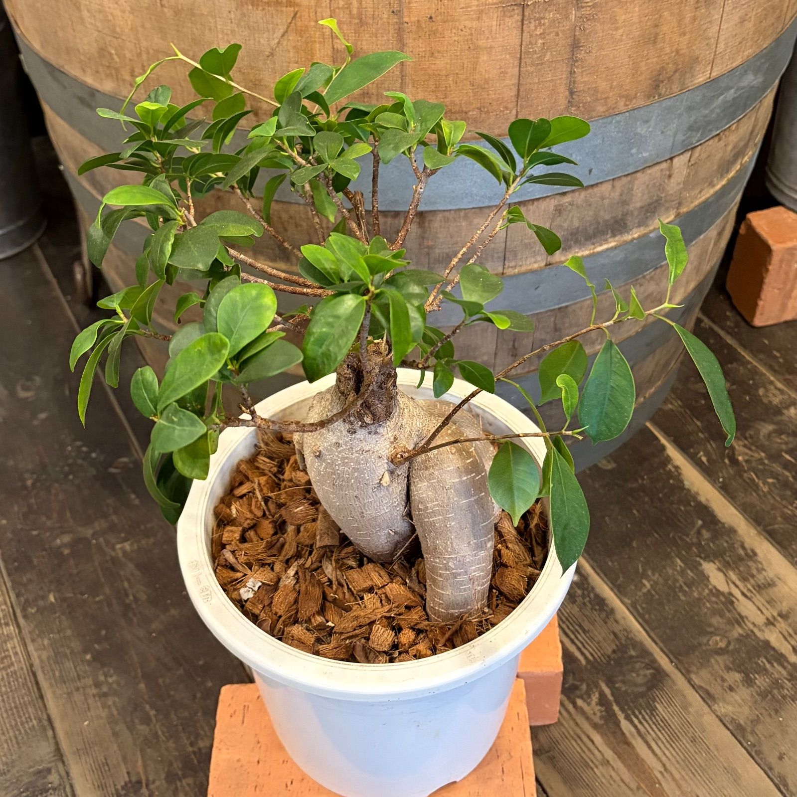 ガジュマル 6号鉢 幹の形がカッコイイ❗️ - メルカリ