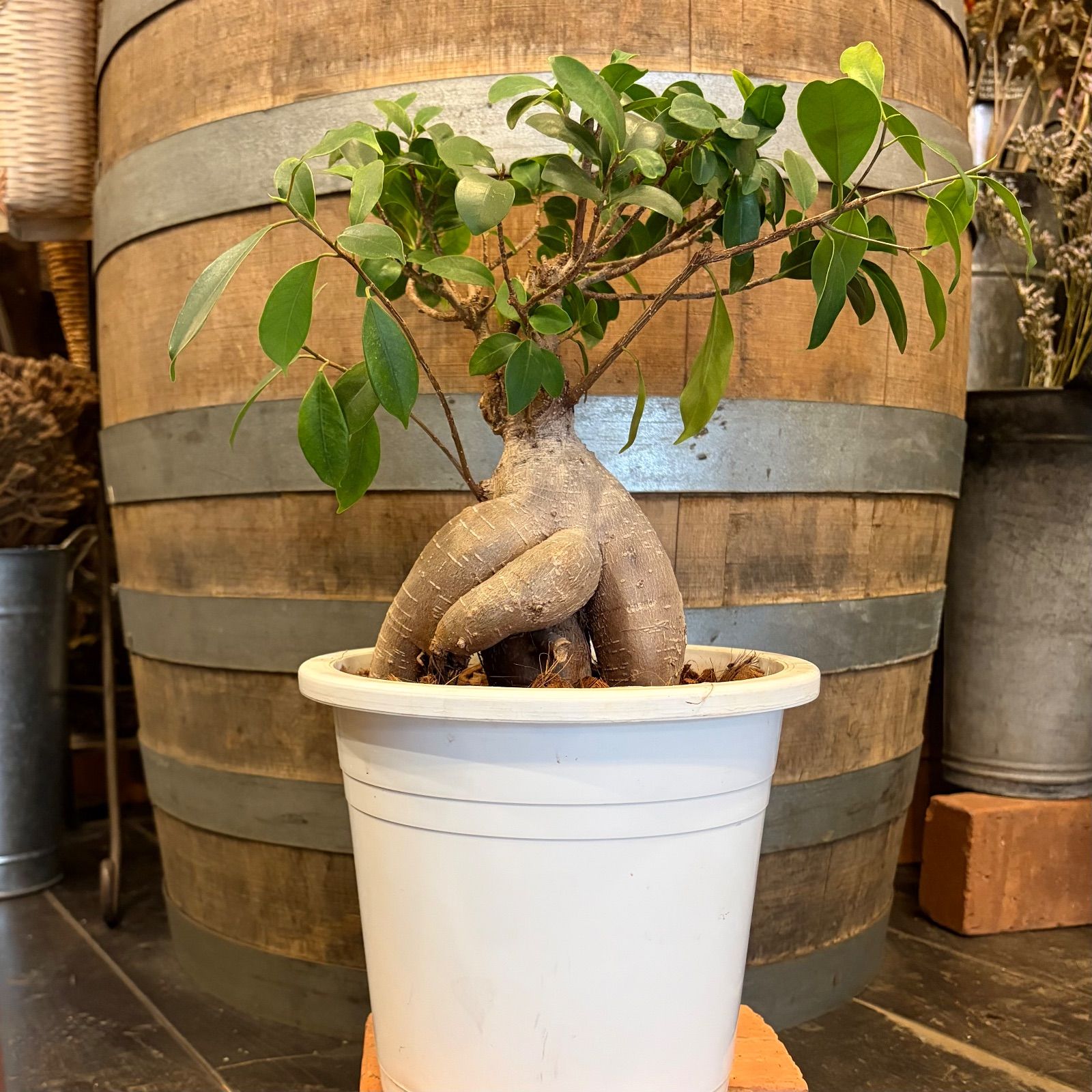 ガジュマル 6号鉢 幹の形がカッコイイ❗️ - メルカリ