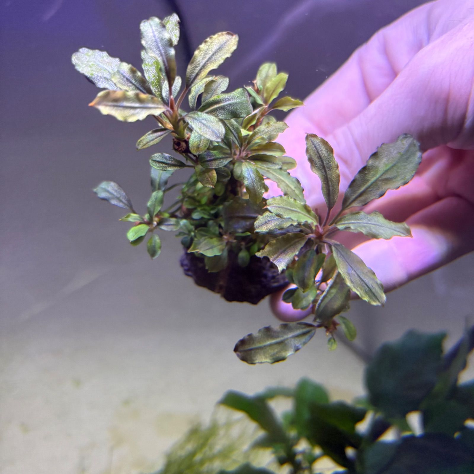 ブセファランドラ SP クダガンレッド 水中葉 溶岩石付き - メルカリ