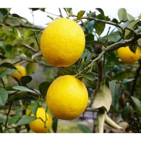 レモン 璃の香 （pvp） 4号ポット - メルカリ