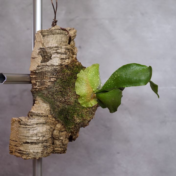 【メルカリ便￼】ビカクシダ　ステマリア　コルク付け　大サイズ1 メルカリ便￼】ビカクシダ ステマリア コルク付け 大サイズ1