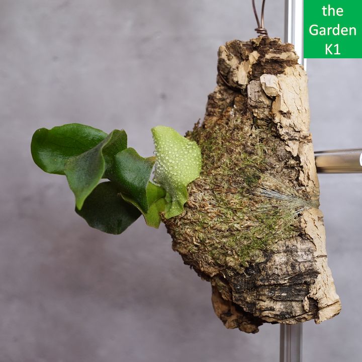 ビカクシダ】エリシー Eli003 コルク付け【コウモリラン】 - メルカリ