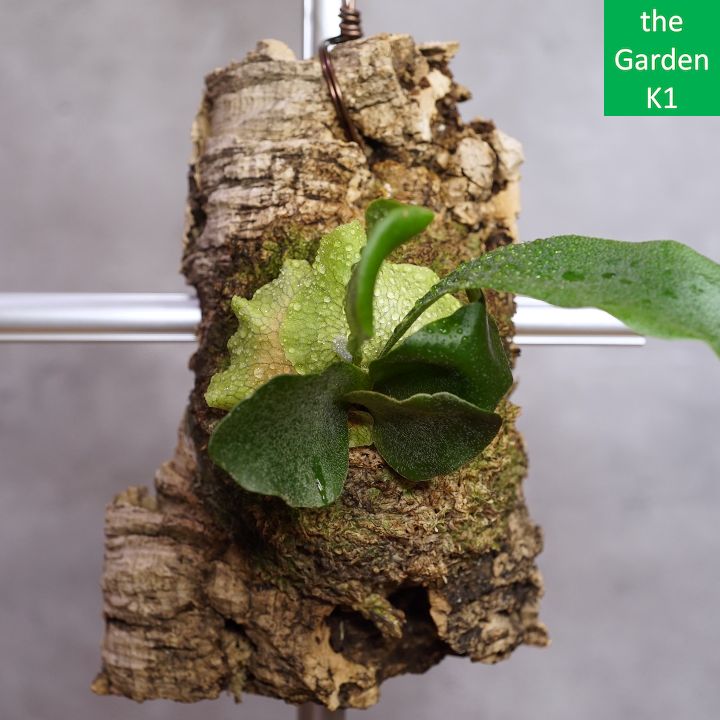 ビカクシダ】エリシー Eli003 コルク付け【コウモリラン】 - メルカリ