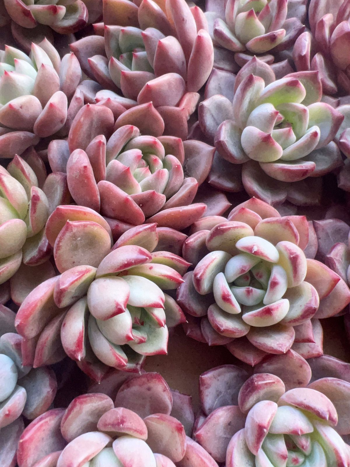 新入荷 オレンジ×65株 M066 抜き苗 多肉植物 詰め合わせ アエオニウム