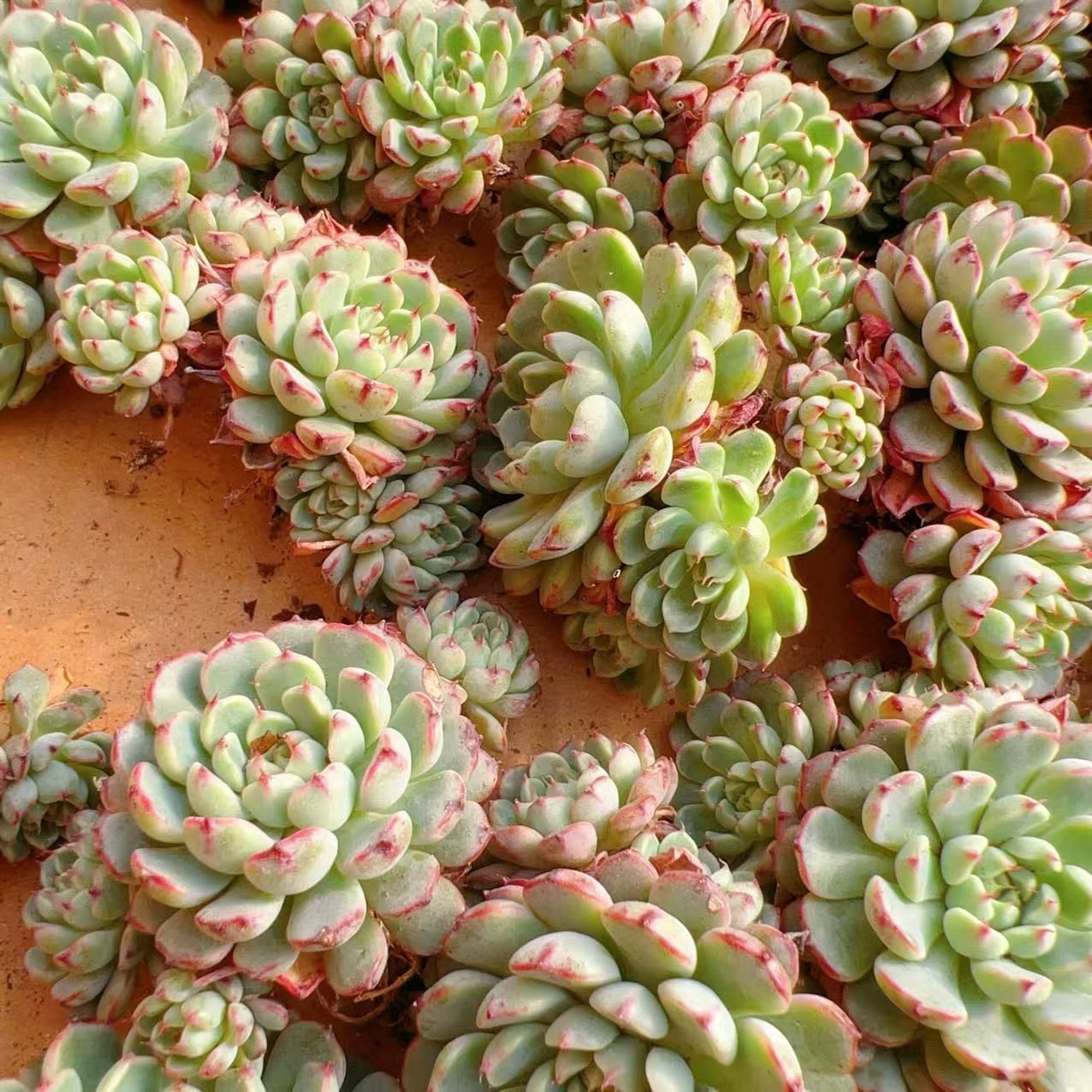 Top【選抜株】多肉植物 23228アエオニウム マバハ15個 鉢無し Top