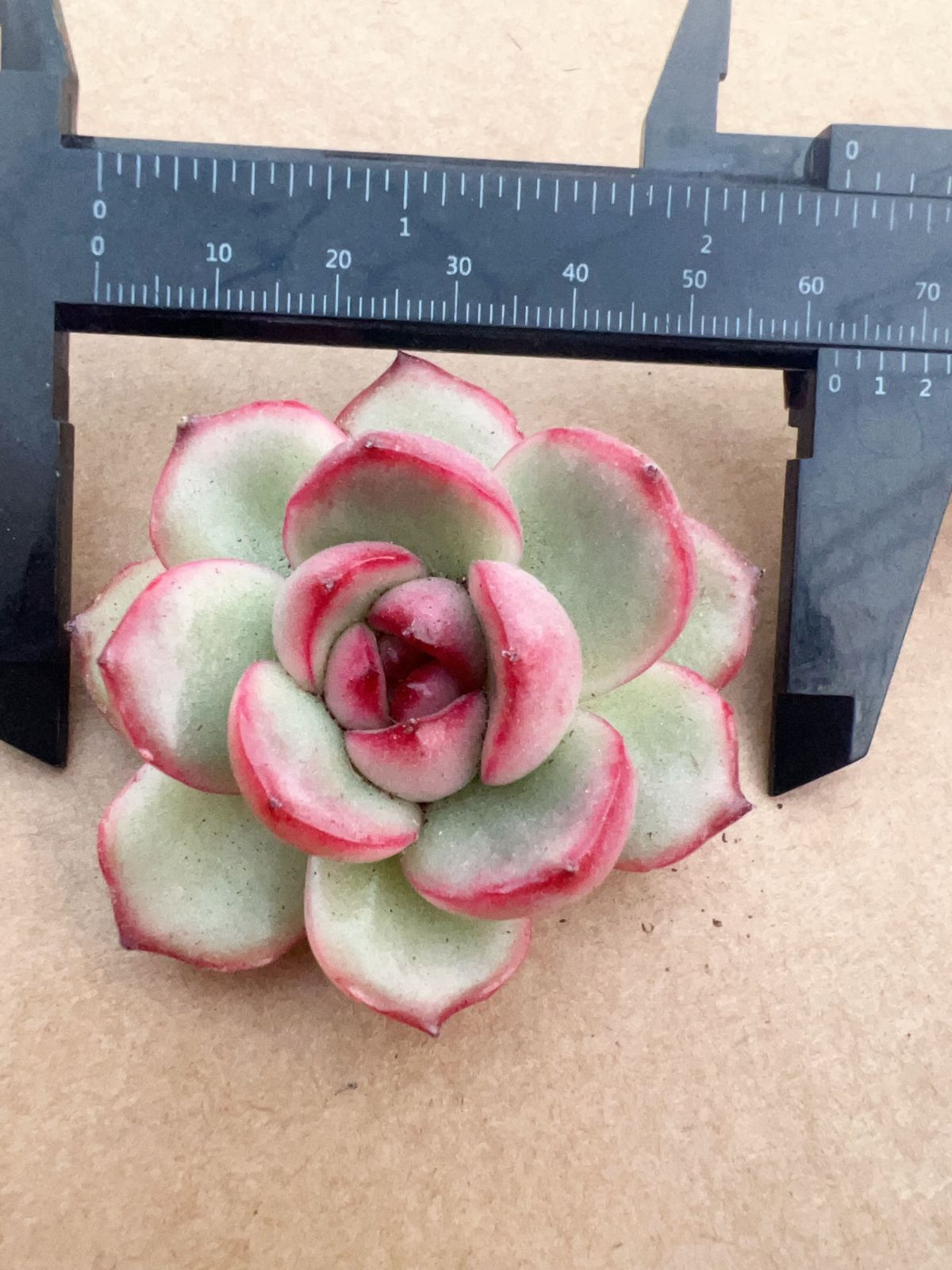 未使用・未開封品) 白光 パッド 7mm A1167 og8985z 【公式通販】