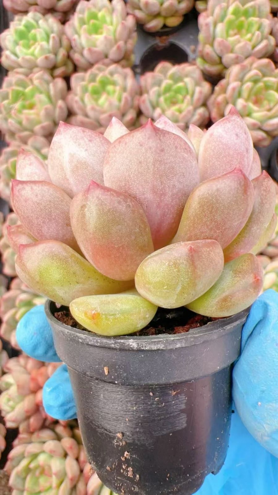 多肉植物  ❤️エボニー ジゼル ❤️吉赛尔❤️ 1大頭12cm!拔き苗！ 新入荷 ジュエル・ジェニー×48株 M257 抜き苗 多肉植物 詰め合わせ