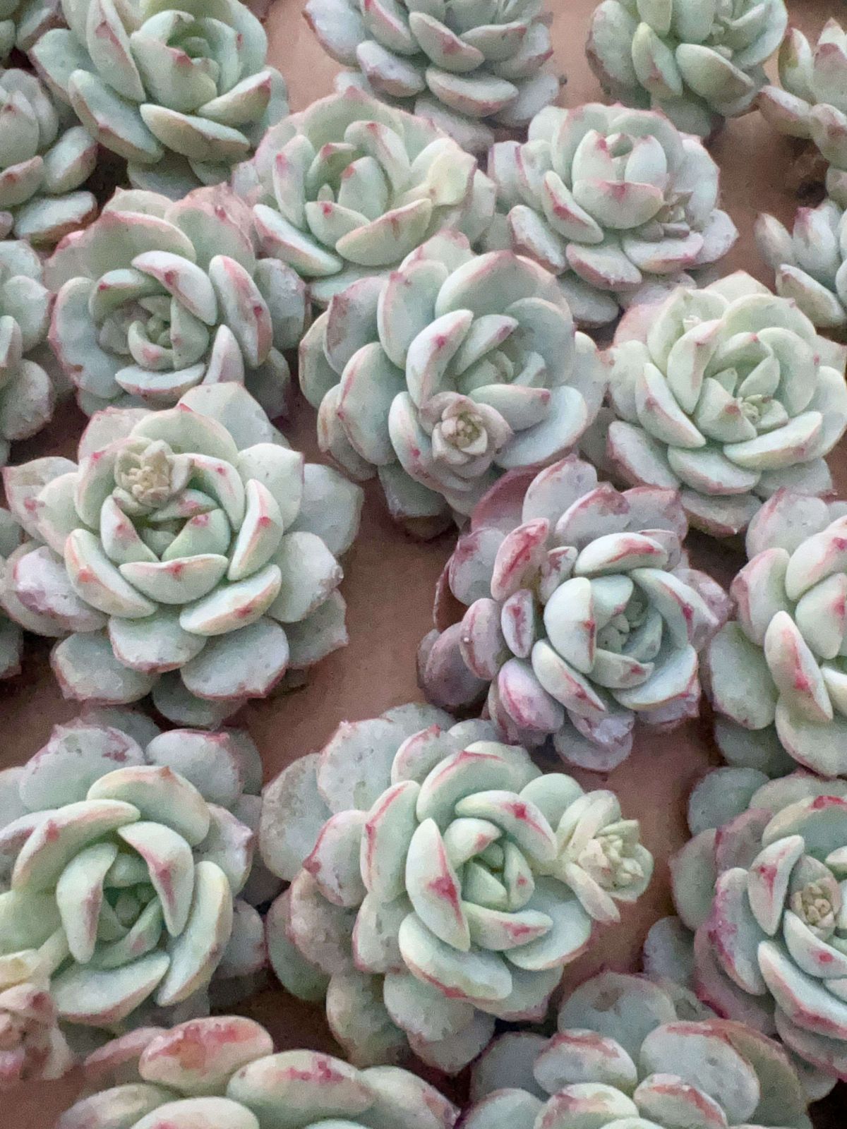 新入荷 バニラ×50株 M234 抜き苗 多肉植物 詰め合わせ アエオニウム