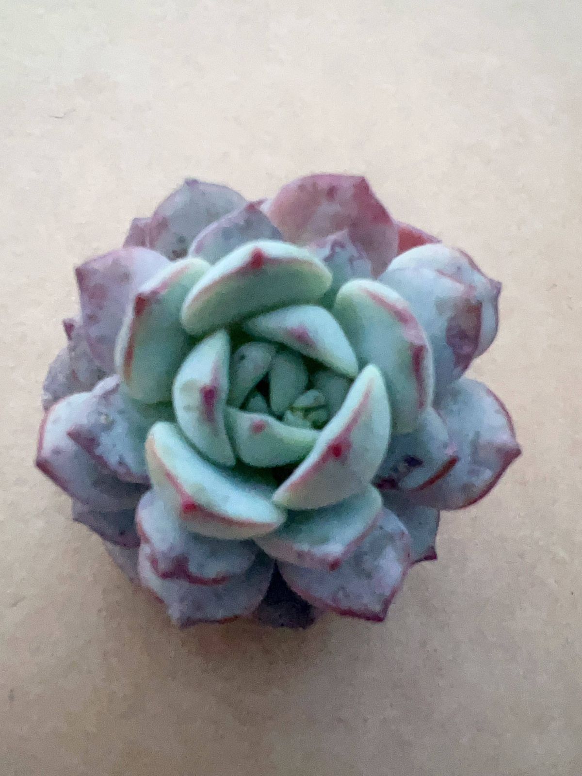 新入荷 バニラ×50株 M234 抜き苗 多肉植物 詰め合わせ アエオニウム