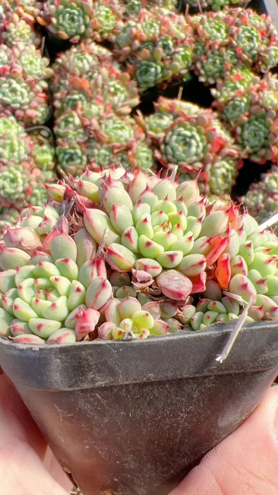 新入荷 50株 M278 抜き苗 多肉植物 詰め合わせ アエオニウム