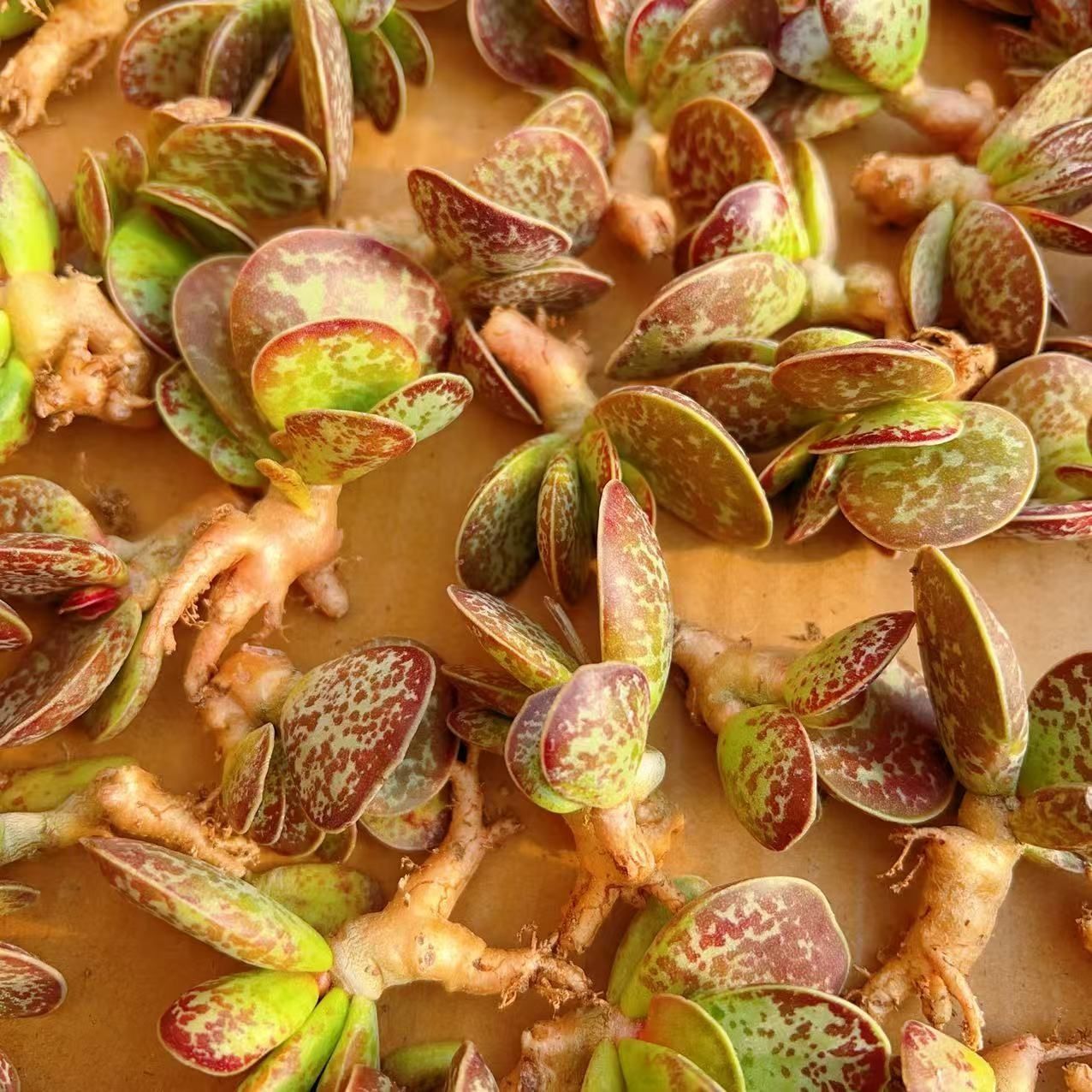 新入荷 80株 M293 抜き苗 多肉植物 詰め合わせ アエオニウム