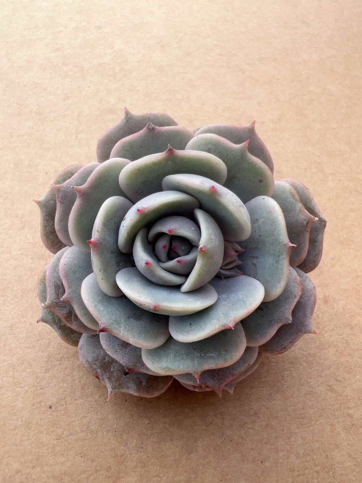 新入荷 ルナロータス×50株 M308 抜き苗 多肉植物 詰め合わせ