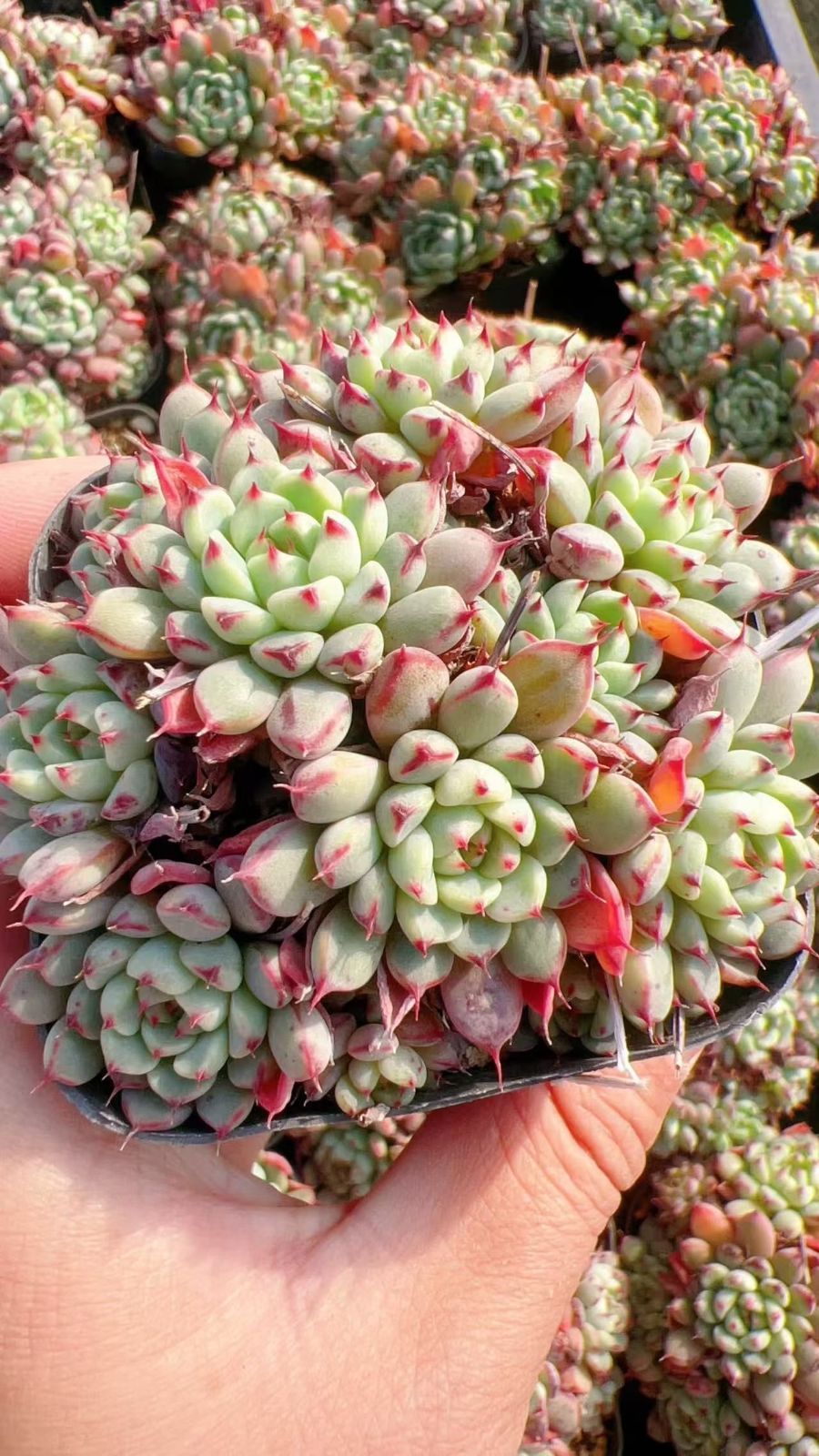 男*屋様 K1278　フェスティブス　50株　多肉植物 抜き苗 エケベリア 韓国 男*屋様 K1278 フェスティブス 50株 多肉植物 抜き苗 エケベリア 韓国