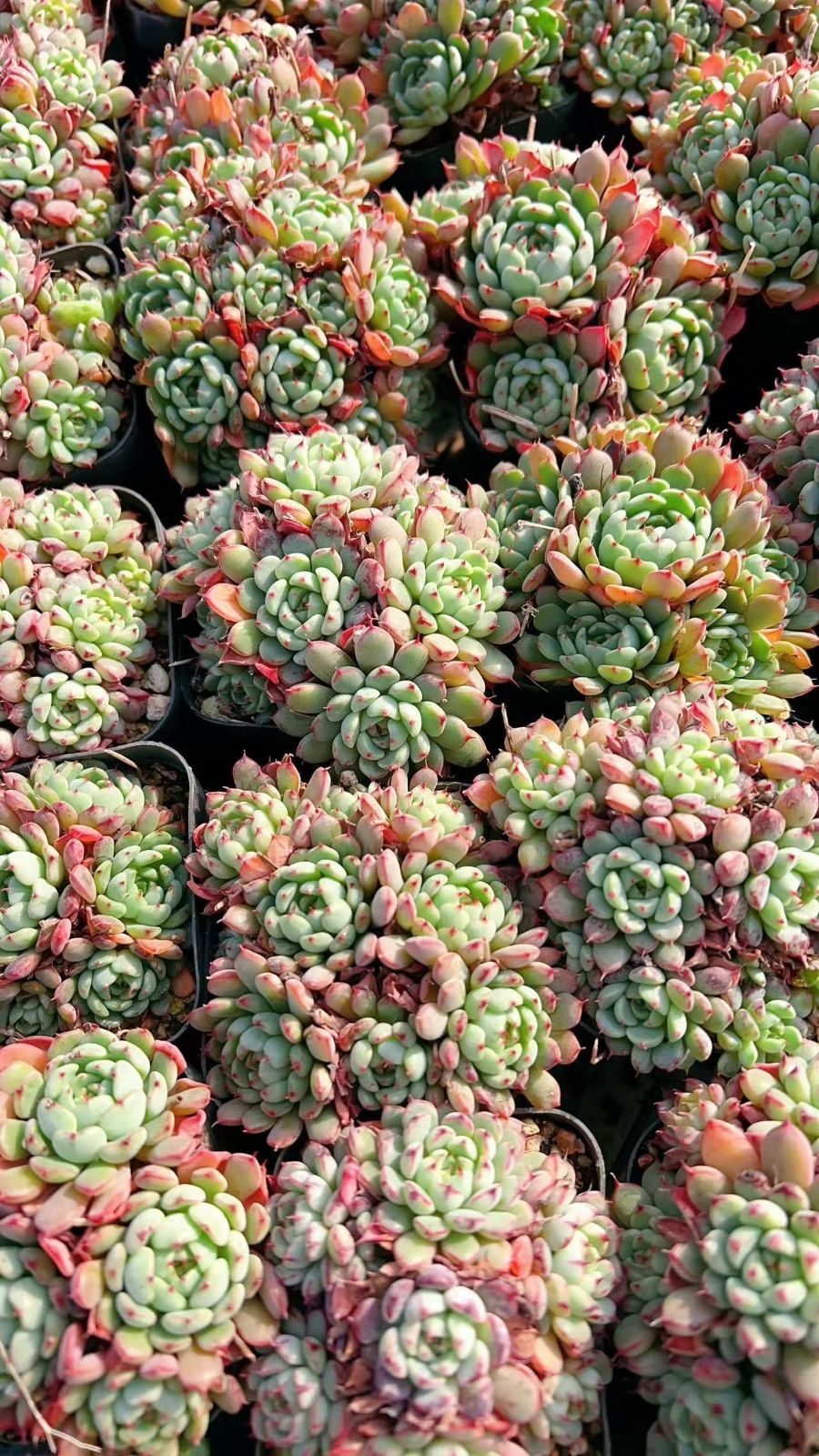 新入荷 50株 M278 抜き苗 多肉植物 詰め合わせ アエオニウム 新入荷 50株 M278 抜き苗 多肉植物 詰め合わせ アエオニウム