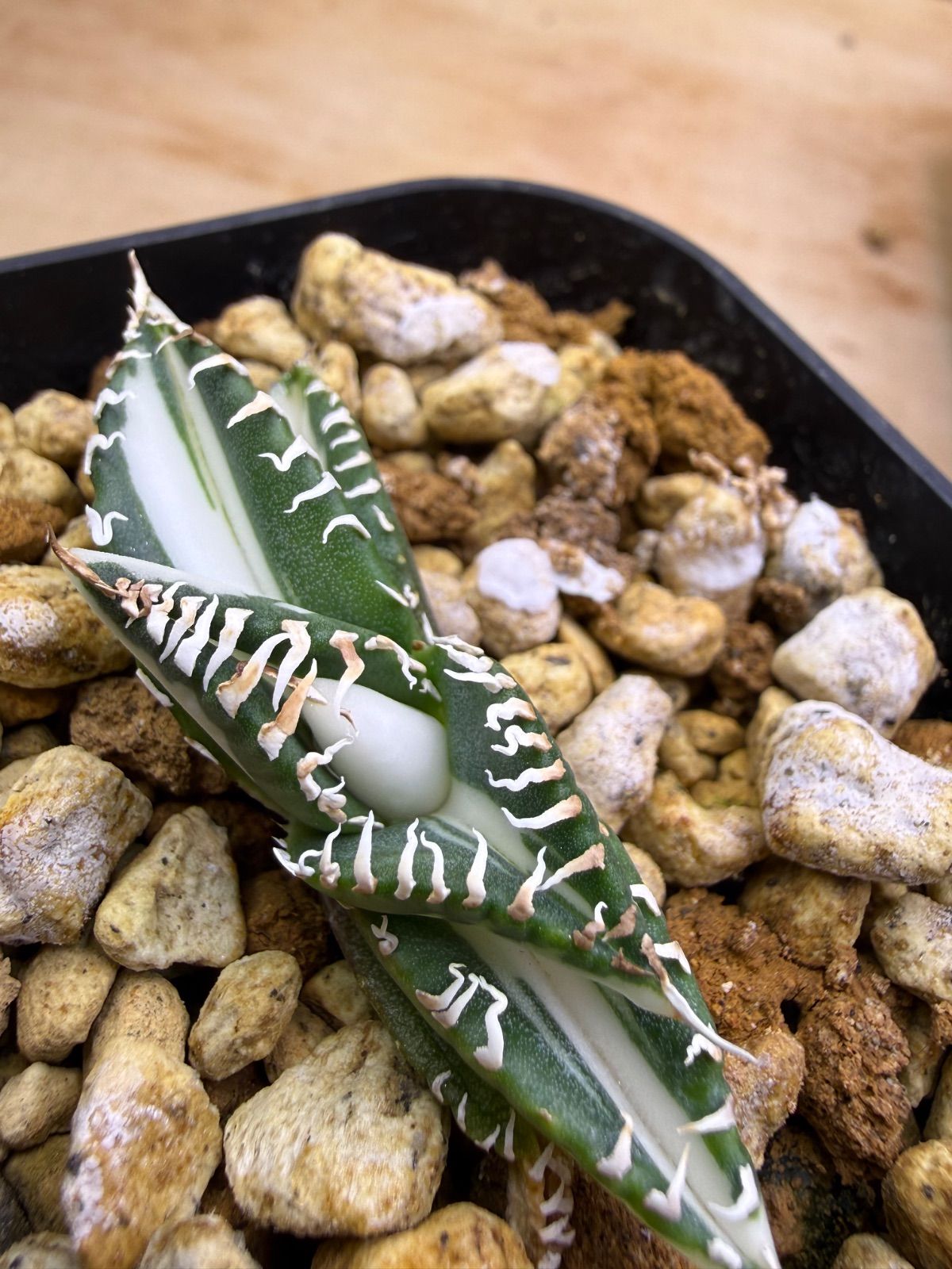 SAD 白中斑入り【希少株】【発根済】【台湾ナーセリー】【送料込み